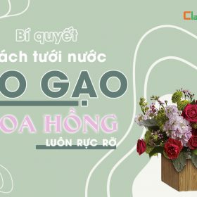 Bí quyết cách tưới nước vo gạo cho hoa hồng luôn rực rỡ