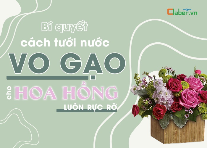 Bí quyết cách tưới nước vo gạo cho hoa hồng luôn rực rỡ