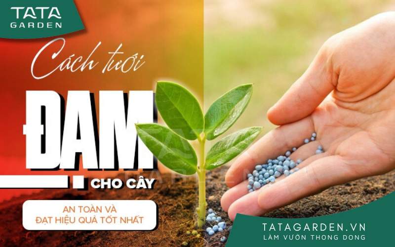 Cách tưới đạm cho cây an toàn và đạt hiệu quả tối đa