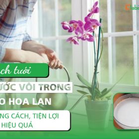 Cách tưới nước vôi trong cho hoa lan đúng cách, tiện lợi và hiệu quả