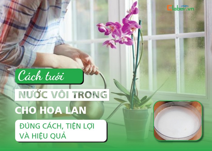 Cách tưới nước vôi trong cho hoa lan đúng cách, tiện lợi và hiệu quả