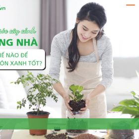 Chăm sóc cây cảnh trong nhà như thế nào để cây luôn xanh tốt?