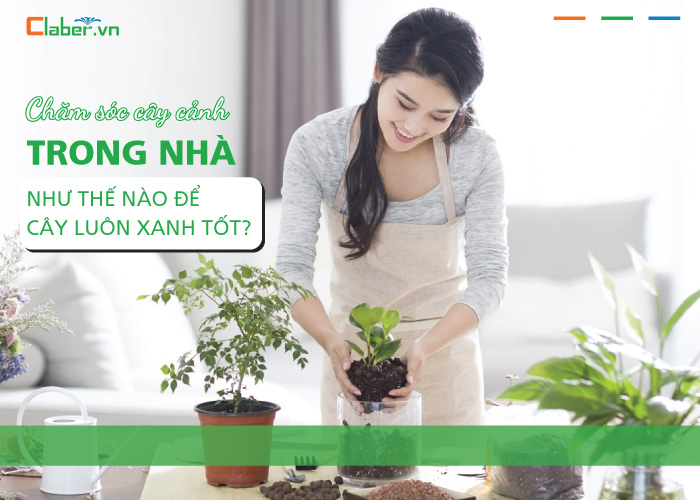 Chăm sóc cây cảnh trong nhà như thế nào để cây luôn xanh tốt?