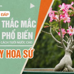 Giải đáp 4 thắc mắc phổ biến trong cách tưới nước cho cây hoa sứ