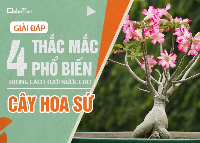 Giải đáp 4 thắc mắc phổ biến trong cách tưới nước cho cây hoa sứ
