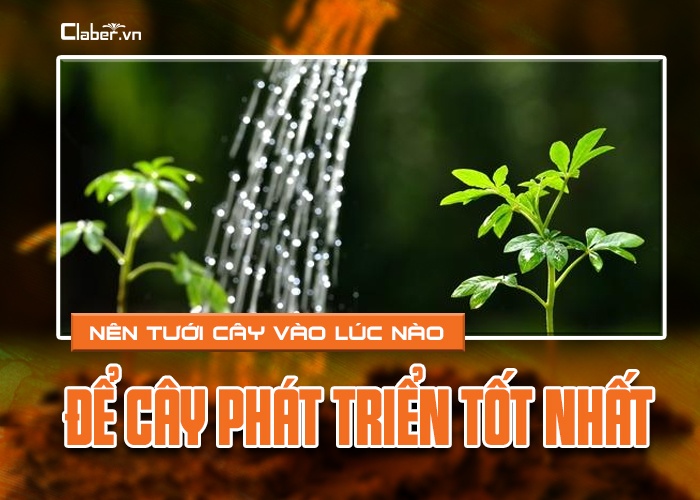Nên tưới cây vào lúc nào để cây phát triển tốt nhất
