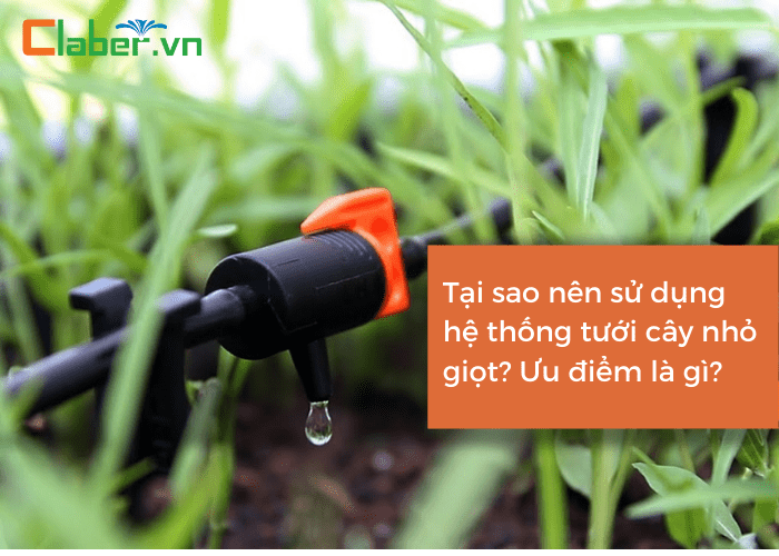 Tại sao nên sử dụng hệ thống tưới cây nhỏ giọt? Ưu điểm của hệ thống này là gì?