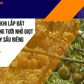 Lợi ích khi lắp đặt hệ thống tưới nhỏ giọt cho cây sầu riêng