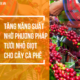 Tăng năng suất nhờ phương pháp tưới nhỏ giọt cho cây cà phê