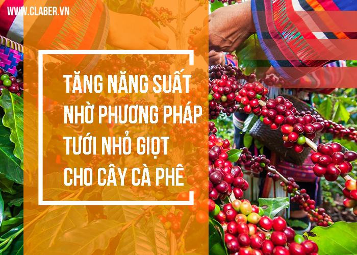 Tăng năng suất nhờ phương pháp tưới nhỏ giọt cho cây cà phê