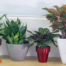 TIP CÀI ĐẶT TIMER ĐỂ TƯỚI NƯỚC CHO CÂY CHẬU NHỎ