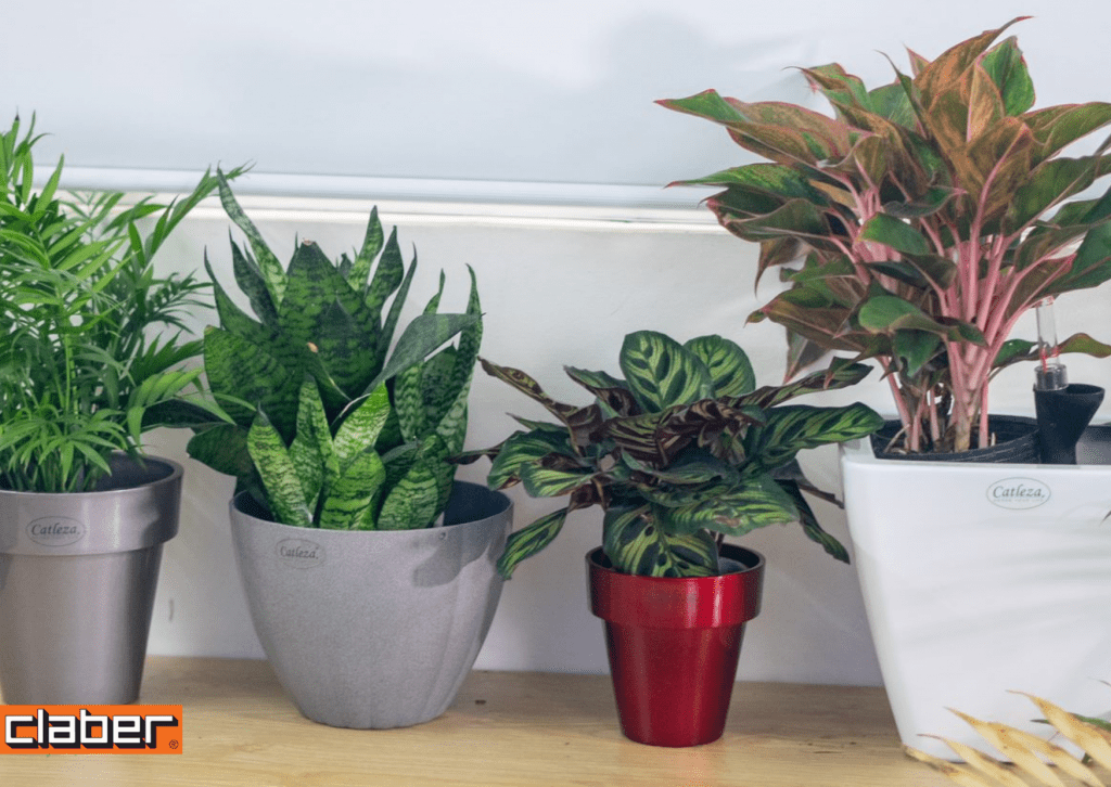 TIP CÀI ĐẶT TIMER ĐỂ TƯỚI NƯỚC CHO CÂY CHẬU NHỎ