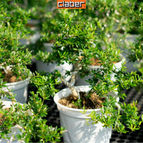 THIẾU NGUỒN NƯỚC-LÀM SAO ĐỂ TƯỚI NƯỚC CHO CÂY BAN CÔNG?