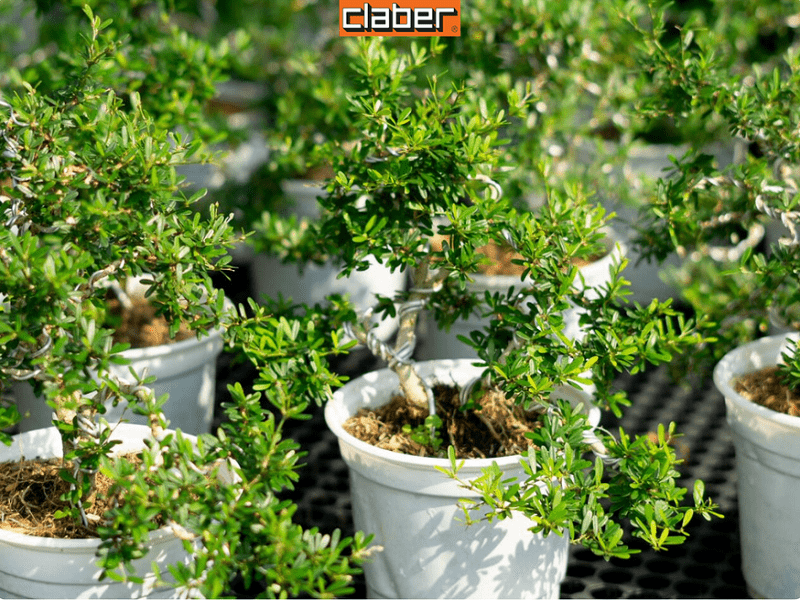 THIẾU NGUỒN NƯỚC-LÀM SAO ĐỂ TƯỚI NƯỚC CHO CÂY BAN CÔNG?