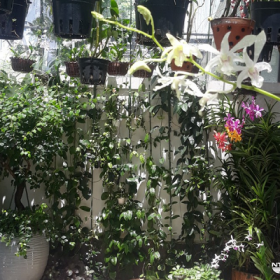 TẢN MẠN CHUYỆN LAN