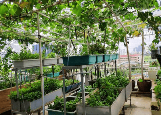Cách làm giàn dây leo sân thượng đơn giản mà hiệu quả