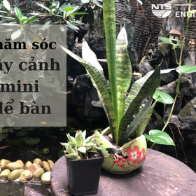 TOP 5 phương pháp chăm sóc cây cảnh mini để bàn hiệu quả nhất