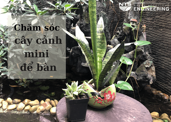 TOP 5 phương pháp chăm sóc cây cảnh mini để bàn hiệu quả nhất