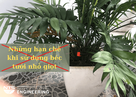 NHỮNG HẠN CHẾ KHI SỬ DỤNG BÉC TƯỚI NHỎ GIỌT VÀ CÁCH KHẮC PHỤC