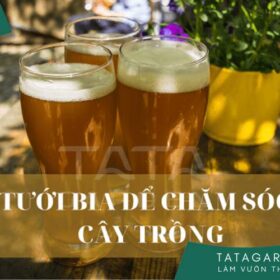 Tưới bia cho cây có thực sự tốt không?