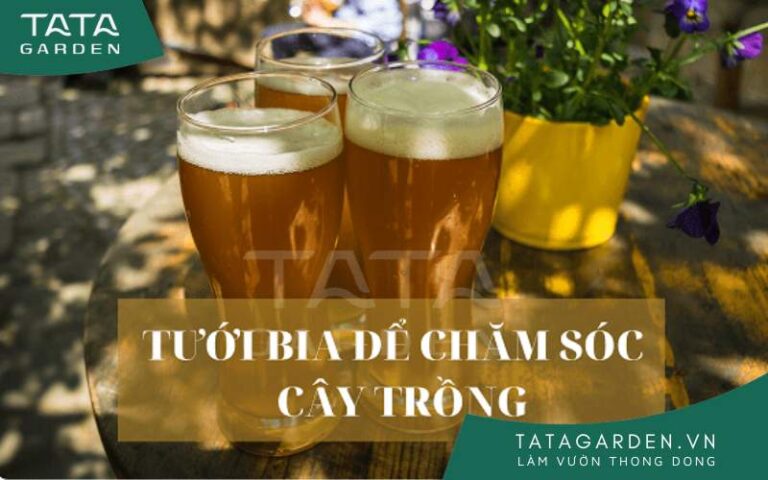 Tưới bia cho cây có thực sự tốt không?