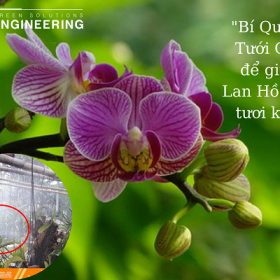 “BÍ KÍP” TƯỚI LAN HỒ ĐIỆP ĐÚNG CÁCH