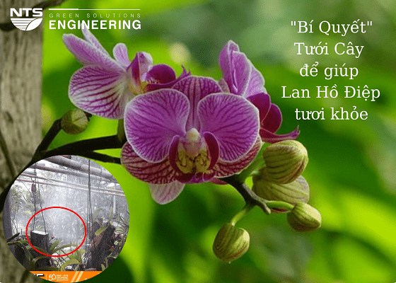 “BÍ KÍP” TƯỚI LAN HỒ ĐIỆP ĐÚNG CÁCH