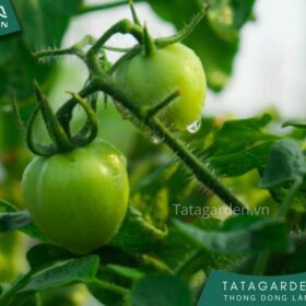 Giải đáp thắc mắc: Dùng nước muối tưới cây có làm chết cây không?