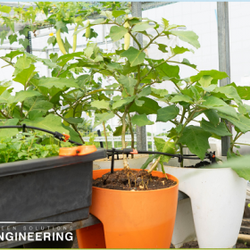 Đừng bỏ lỡ 5 lưu ý quan trọng khi lắp hệ thống tưới cây cảnh