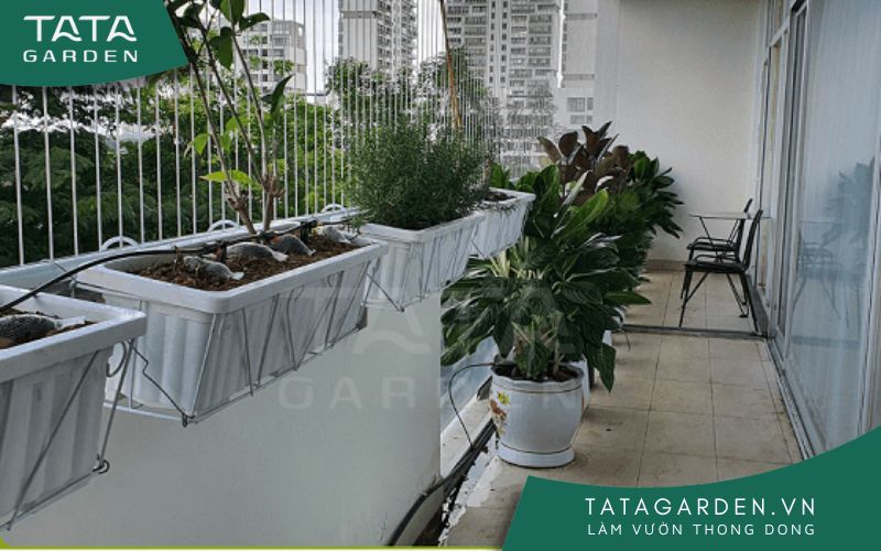 Top 4 vấn đề thường gặp và cách khắc phục đối với cây trồng ban công