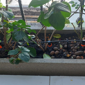 TẤT TẦN TẬT NHỮNG ĐIỀU NÊN BIẾT VỀ HỆ THỐNG TƯỚI CÂY TỰ ĐỘNG