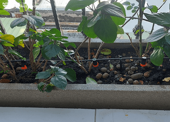 TẤT TẦN TẬT NHỮNG ĐIỀU NÊN BIẾT VỀ HỆ THỐNG TƯỚI CÂY TỰ ĐỘNG