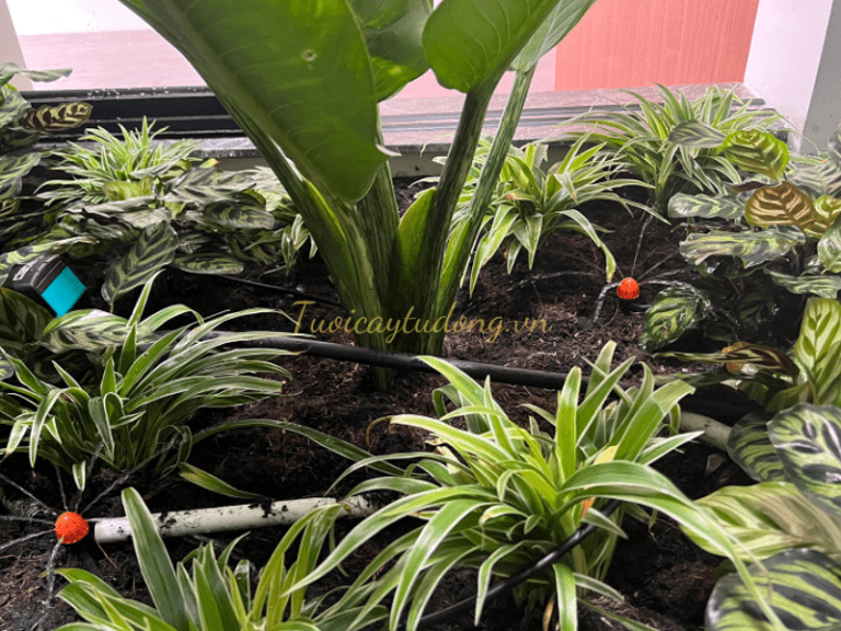 Những lý do nên tự lắp thiết bị tưới tự động
