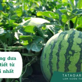 Cách trồng dưa hấu chi tiết từ A – Z, đúng kỹ thuật nhất 2025