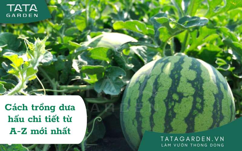 Cách trồng dưa hấu chi tiết từ A – Z, đúng kỹ thuật nhất 2025