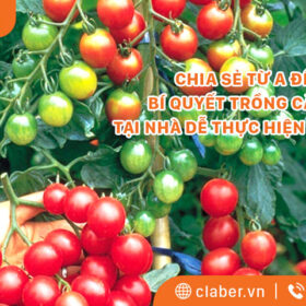 CHIA SẺ TỪ A ĐẾN Z BÍ QUYẾT TRỒNG CÀ CHUA TẠI NHÀ DỄ THỰC HIỆN NHẤT 2023 