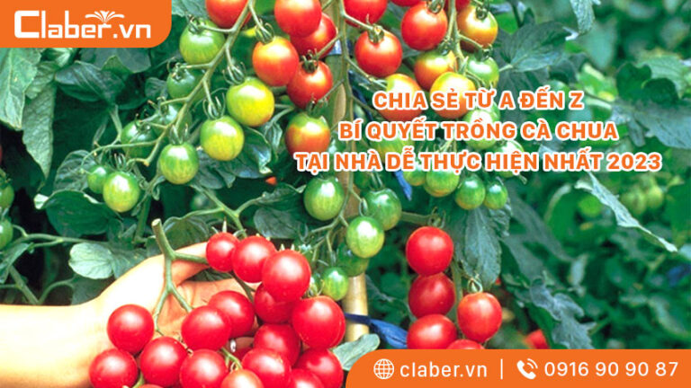 CHIA SẺ TỪ A ĐẾN Z BÍ QUYẾT TRỒNG CÀ CHUA TẠI NHÀ DỄ THỰC HIỆN NHẤT 2023 