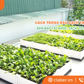 Cách trồng rau sạch tại nhà siêu dễ, đảm bảo cây khỏe, sạch, tốt cho sức khỏe