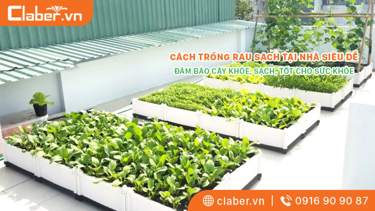 Cách trồng rau sạch tại nhà siêu dễ, đảm bảo cây khỏe, sạch, tốt cho sức khỏe