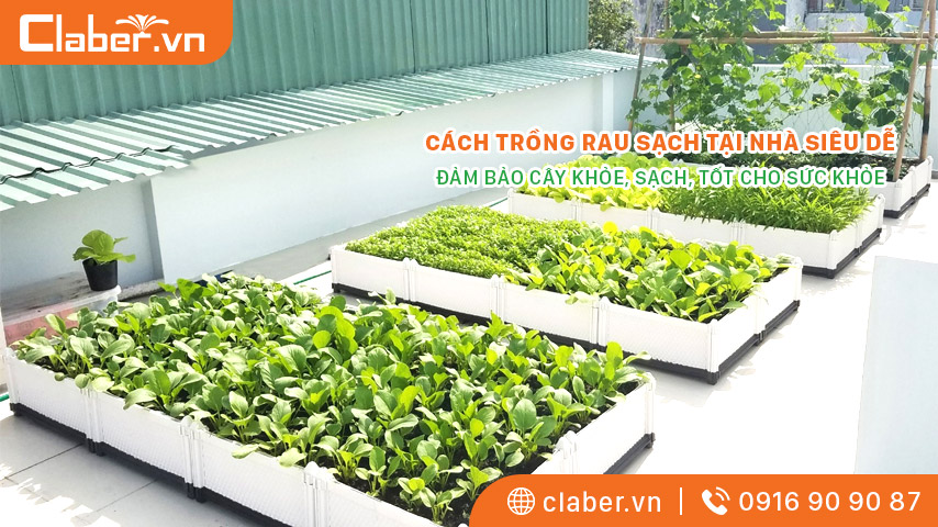 Cách trồng rau sạch tại nhà siêu dễ, đảm bảo cây khỏe, sạch, tốt cho sức khỏe