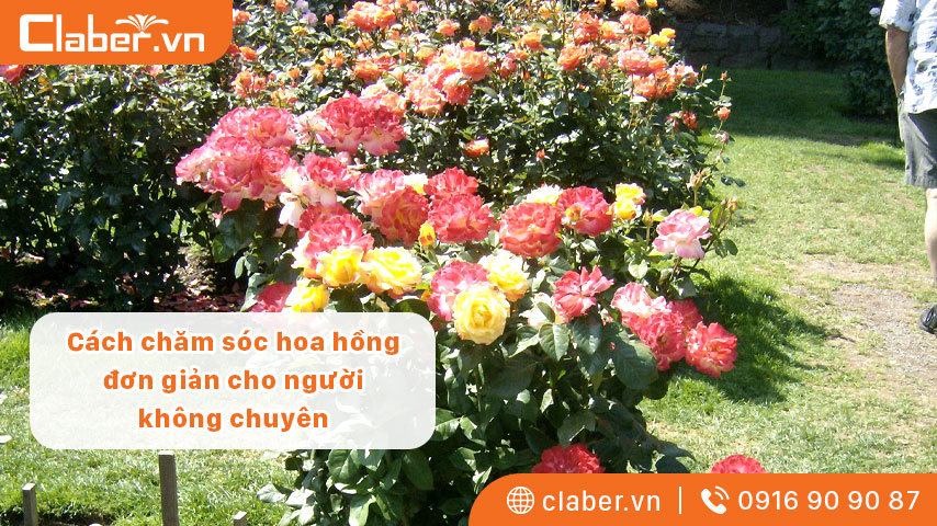 Cách chăm sóc hoa hồng đơn giản cho người không chuyên. Tránh sâu bệnh hay nhất 2023