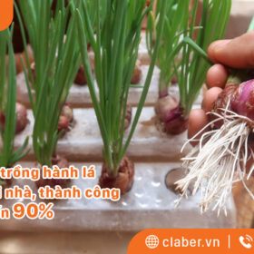 5+ cách trồng hành lá đơn giản tại nhà, thành công đến 90%