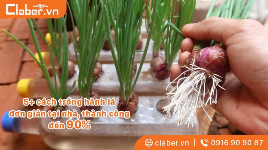 5+ cách trồng hành lá đơn giản tại nhà, thành công đến 90%