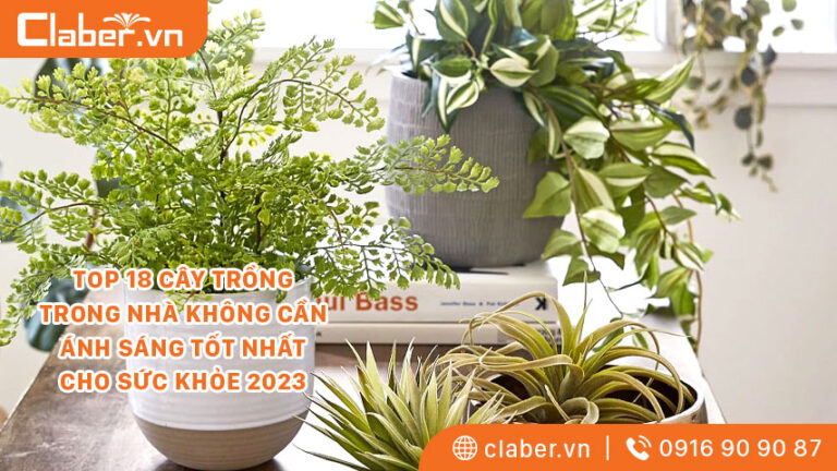 TOP 18 CÂY TRỒNG TRONG NHÀ KHÔNG CẦN ÁNH SÁNG TỐT NHẤT CHO SỨC KHỎE 2023