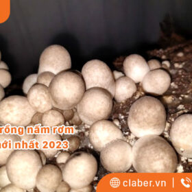 Kỹ thuật trồng nấm rơm tại nhà mới nhất 2023 cho năng suất cao, nhanh thu hoạch