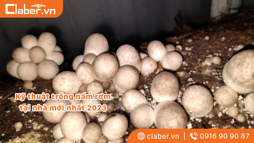 Kỹ thuật trồng nấm rơm tại nhà mới nhất 2023 cho năng suất cao, nhanh thu hoạch