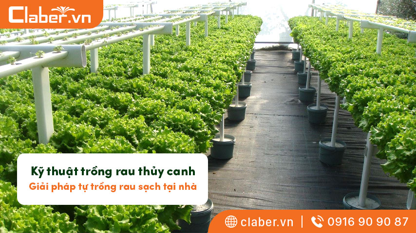 Kỹ thuật trồng rau thủy canh – Giải pháp tự trồng rau sạch tại nhà