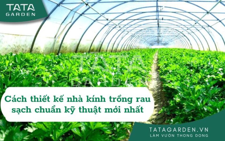 CÁCH THIẾT KẾ NHÀ KÍNH TRỒNG RAU SẠCH CHUẨN KỸ THUẬT MỚI 2024