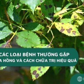 Top 10+ các loại bệnh thường gặp trên cây hoa hồng và cách chữa trị hiệu quả