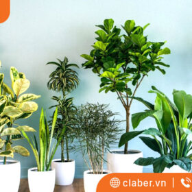 Bí kíp chọn cây trong nhà hợp phong thủy, đổi vận cho 12 con giáp